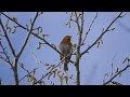 european bird sounds 22 singing birds