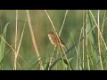 european bird sounds 22 singing birds