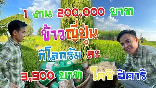 ข้าวญี่ปุ่น  พันธุ์โคชิ ฮิคาริ ปลูกง่าย รายได้ดี เกษตรนิเจน #Koshihikari Rice |ช่องทางพารวย