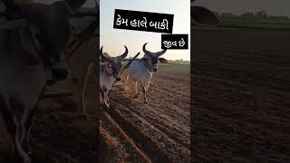 વઢિયાર બળદ નો વિડીયો #kakrej #વઢિયારા_બળદ #મોરલો #બળદ #viralvideo #trendingshorts #oxlover #shorts