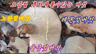 상처를내면 하얀유액이 나오다가 금방 레몬색,노란색으로 변하는 버섯 #노란젖버섯