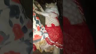 அம்மா மகன் அழகாக தூங்கும் வீடியோ🥱🥱🥱#cute sleeping dog