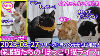 2023ｰ03−27 保護猫たちの「ほっこり猫ライブ」ハッチ＆マック＋黒猫めめ Cat live Stream in Japan -Cat Life TV