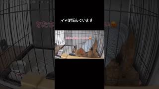 【元繁殖犬】ご飯なんていらない！！#shorts #トイプードル #悩んだ #元保護犬 #我が家の3姉妹