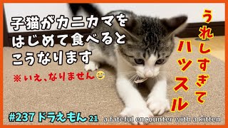 21初めてのカニカマに狂喜乱舞する子猫たち😂💨【ドラえもん・TNRで保護した子猫】 a fateful encounter with a kitten