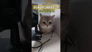 장소에 따른 온도차 #cat #cute