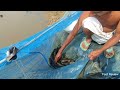 bill irrigation fishing video in 3 minutes....৩ মিনিটে বিল সেচে মাছ ধরার ভিডিও