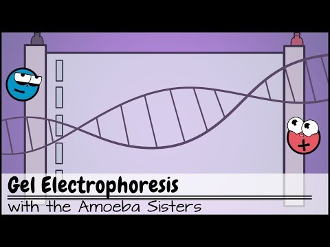 What is gel electrophoresis in forensics?
