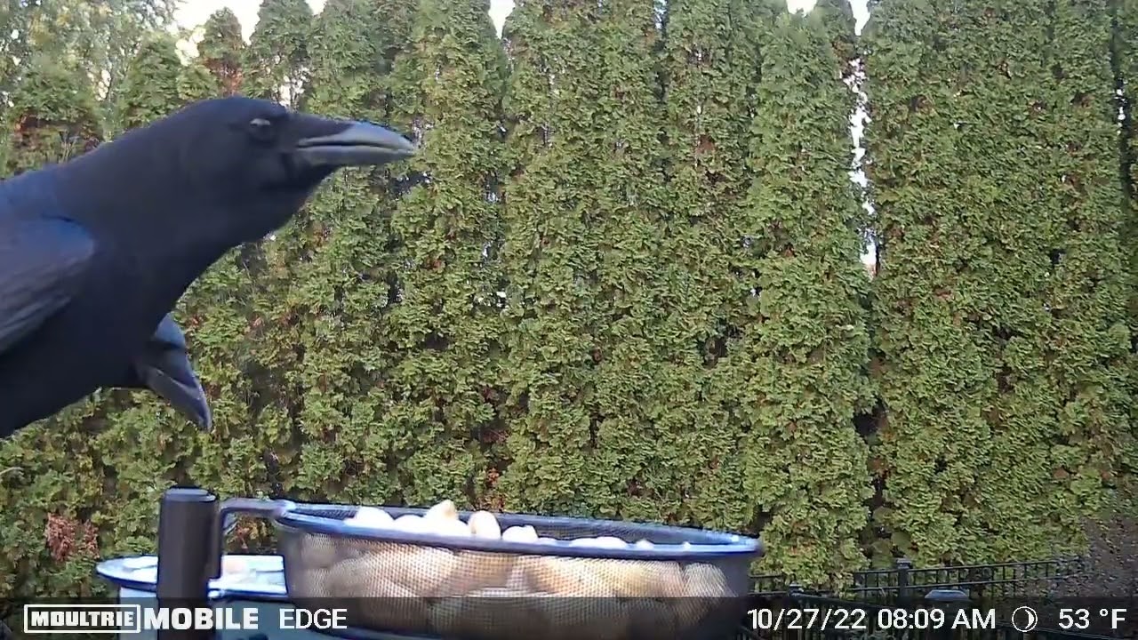 Crow Loving Peanuts Youtube