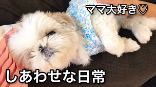 【シーズー×ペキニーズ】ママと過ごす幸せな日常♪｜犬vlog