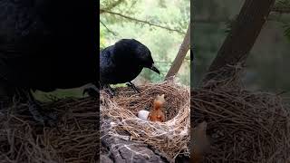 The Sweet Chirps of Baby Black Drongos #trendingvideo #shortsvideo