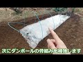 誰でも出来る！とうもろこし栽培の害虫・アワノメイガ対策！苗植え編