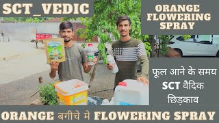 SCT Vedic _ Orange Orchard 🌸Flowering Spray || @mohitpatidar9456