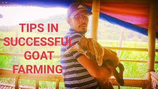 TIPS FOR SUCCESSFUL GOAT FARMING / Update Sa Mga ALAGANG Kambing #svgfarm