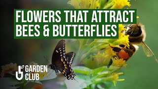 How to ATTRACT BEES 🐝 and BUTTERFLIES 🦋 to Your Garden: Pollinator Paradise!