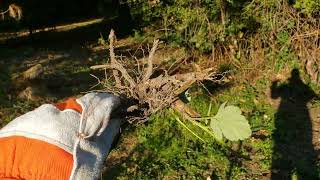 How to kill and remove invasive Himalayan Blackberry bushes.