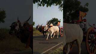 terabandi abhimani||ತೆರಬಂಡಿ ಬುಲ್ಸ್..😍🚩 #trending #cow #janapadasong #bull #love #kannada