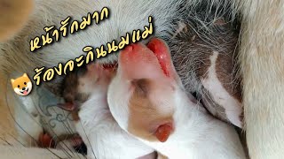 Ep2: พามาชมน้องหมาสี่ขาผู้หน้ารัก ต้อนรับสมาชิกใหม่ #dog #dogfamily