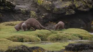 Wild Island Film School - The eurasian otter - Surviving or Thriving by Lizzie Coney