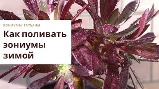 Как поливать эониумы зимой. Уход в домашних условиях