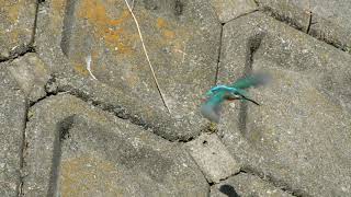 里の野鳥(カワセミ)2020/3/3 12:12~12:53 頑張る翡翠ちゃん ＜カワセミの入水音を残したバージョン＞