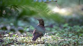 虎斑地鶇 / 小虎鶇 / Scaly Thrush