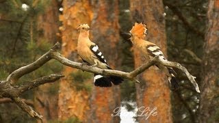 Dudek chocholatý  (Upupa epops) Wiedehopf,Hoopoe