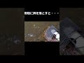 小物釣り 物陰に餌を落とすと・・・