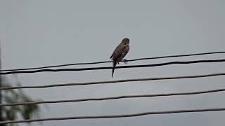 Indian Silverbill Munia | White throated Munia | வெண்தொண்டைச் சில்லை| சின்ன நாடன்| பறவைகள் அறிவோம்