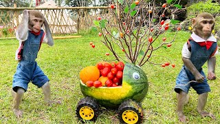 Farmer Bim Bim goes to harvest oranges and tomatoes with his special car