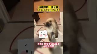 不懂就问，一开始是在给猫咪拔牙吗😜#萌宠 #调皮捣蛋的小家伙 #猫咪的迷惑行为 #猫咪日常 #喵星人