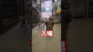 YouTube「アニスマ」🐶お客様走らないでください！#保護犬