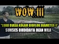 Sukses budidaya ikan nila bioflok kolam bulat D8 || Pembenihan ikan nila