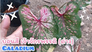 สวยตลึง!! บอนสีเจ้าจักรพรรดิ​ (ด่าง)​สูตรดิน สูตรปุ๋ยนี้ ใครไม่ดูพลาด