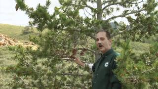 White Pine Blister Rust (symptoms and pruning demo) - Barnyards \u0026 Backyards