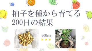 柚子を種から育てる200日の記録