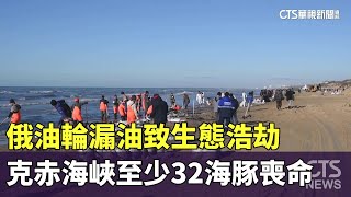 俄油輪漏油致生態浩劫　克赤海峽至少32海豚喪命｜華視新聞 20250105 @CtsTw