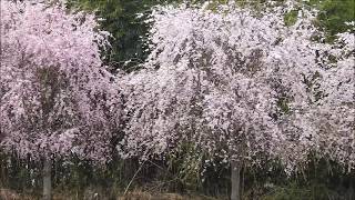 枝垂れ桜　20180402