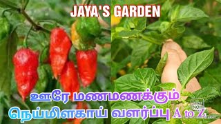 ஊரே மணக்கும் நெய்மிளகாய் செடி வளர்ப்பது எப்படி?