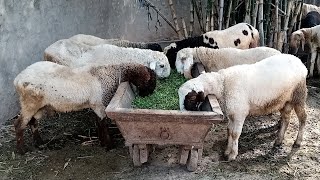 Desi Chatra Sarfi Sabaz Chara pa Tayra Mashallah Desi Farming Dhak ka Maza agay @Shehrozjuttvlogs