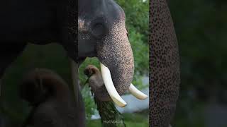 Kerlala Elephant | Guruvayoor Balakrishnan | ഗുരുവായൂർ ദേവസ്വം ബാലകൃഷ്ണൻ