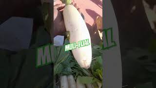 vegetables k arabic name arabic me vegetables k naam saudi me sabziyon k naam