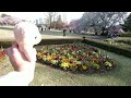 2022 04 01 sakura 🌸 cherryblossoms walk shinjuku gyoen tokyo 🌸 桜 新宿御苑 散歩 開花情報 満開