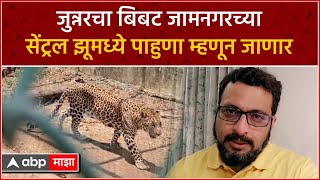 Leopard Shipment:  जुन्नरचा बिबट  जामनगरच्या सेंट्रल झूमध्ये पाहुणा म्हणून जाणार