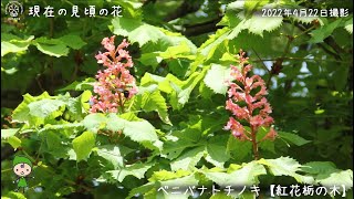 【福岡市植物園】2022.4.23 現在の見頃の花