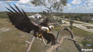 SWFL Eagles 2-9-25.  F23 Chases M15 for His Fish; That's As Normal As It Gets!  Sweet Pond Visit! ❤️