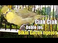 CIAK CIAK DOBLE JOS | PANCINGAN PALING MUJARAB BIKIN KECIAL KUNING CEPAT GACOR NGEJOS