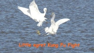 Little egret Kung Fu Fight コサギ カンフーファイト 中部の河口 10月初旬 野鳥FHD 空屋根FILMS#1107