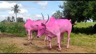 Biggest size Maharashtra khillari Bulls || very powerfull khillari Bulls ||