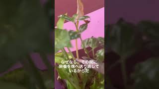 【枯れた葉っぱどうする？】#観葉植物　#枯れる　#葉っぱ #新陳代謝